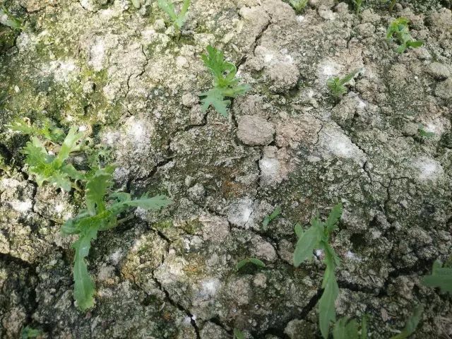 為什么我們常年種植同種作物產(chǎn)量會(huì)下降？