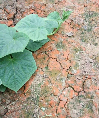 地里長青苔、紅苔咋整？農技員教你根治！