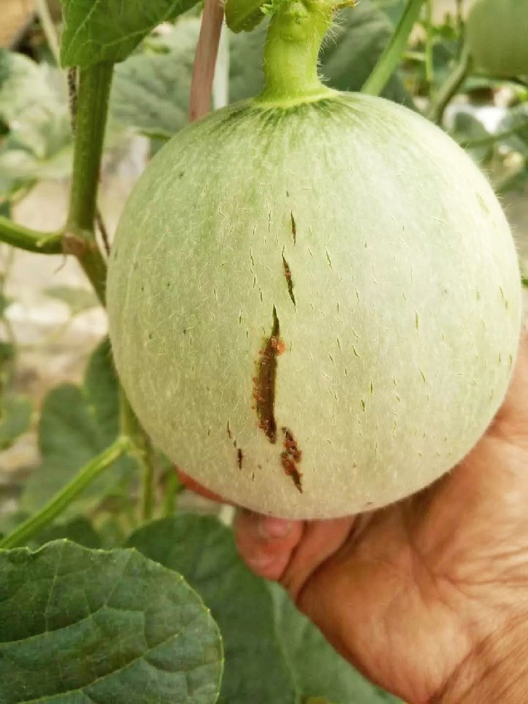 警惕！作物裂瓜裂果、臍腐病頻發(fā)，竟是缺了這些元素！
